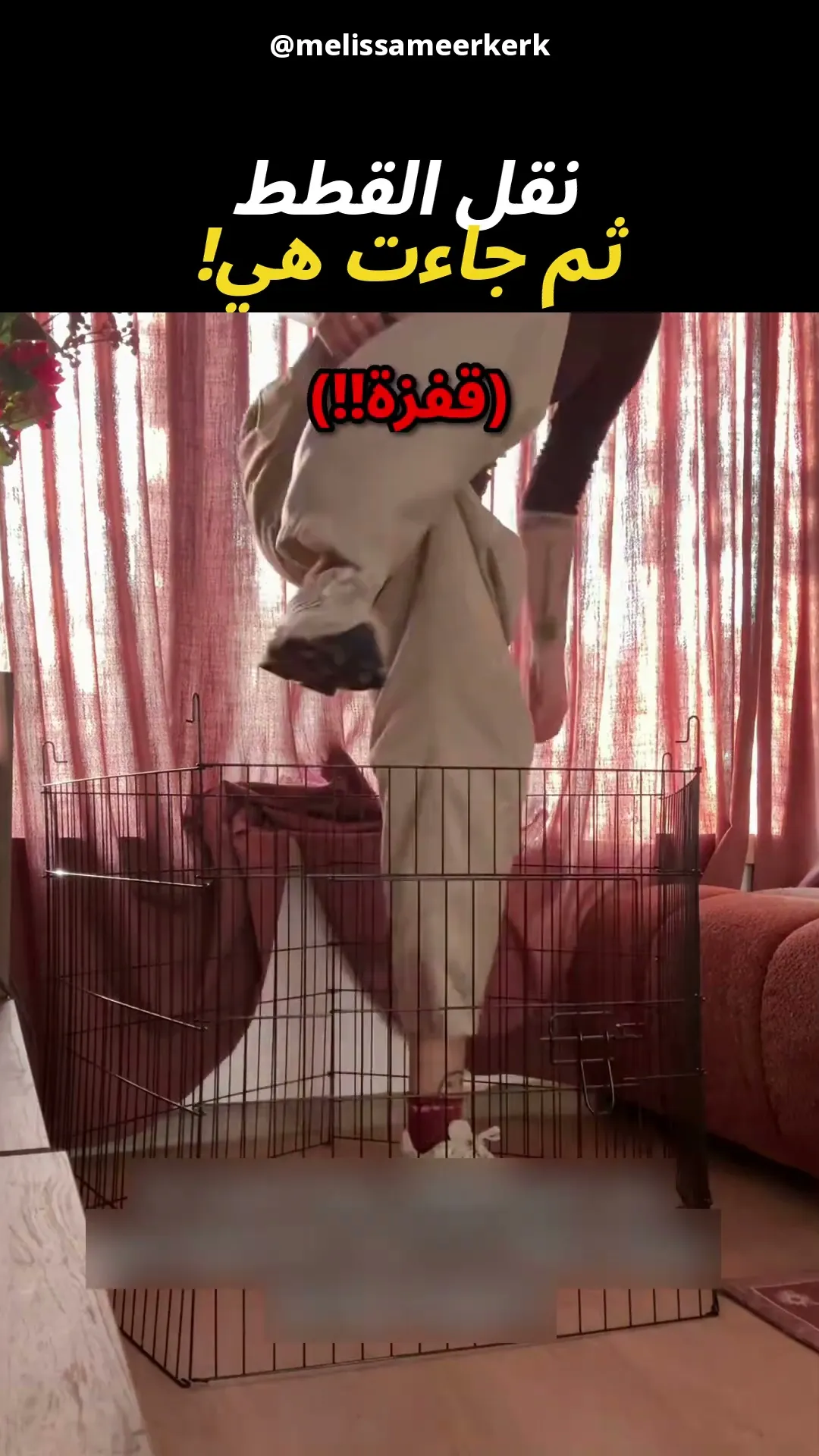 القطة تفتش على الصغار واحدًا واحدًا بجدية 😼🐾