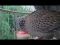 cu gáy gù cà lăm