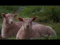 J. S. Bach: Cantata Nº 208, 'Sheep May Safely Graze', BWV 208