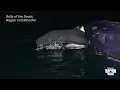 Download Lagu 18-foot Great White Rips off Part of Giant Whale Carcass Decoy | Shark Week