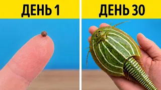 Вот что случилось с Триопсами через 30 дней! ☠️