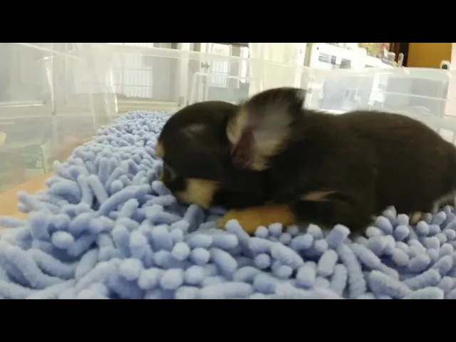 動画