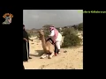 Camel funny fall