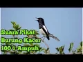 Download Lagu Suara Pikat Burung Kacer Ampuh