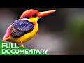 Download Lagu Flying Rainbow - An Epic Tale of Survival | Free Documentary Nature