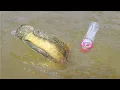 Download Lagu Fish Trap Carp Big Skill Technique Snakehead Fishing New🦈 | Bottle Hook Various Kind Amazing Here🐡✅