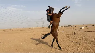 اكشن الجزء الثاني مع الحصان جبار    دندنها