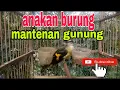 Download Lagu suara anakan burung mantenan gunung