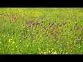 Wild Meadow After Rain 4K – Peaceful Birds, Reeds and Forest Nature Sounds