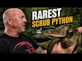 I FOUND THE RAREST SCRUB PYTHON