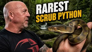 I FOUND THE RAREST SCRUB PYTHON
