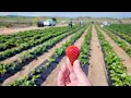 Strawberry Picking Adventure at Three Nunn Farms Brentwood Tractor Ride Fun