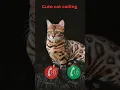 Download Lagu cute cat #ringtone #smartphone #music #ringtones #song #cat #funnycallringto #device #funny