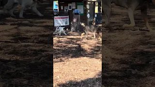 Violet made new friends !! #fyp #dream #youtube #doberman #pets