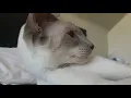 Meadow the lilac point siamese