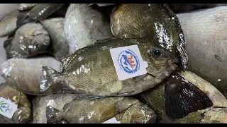 سمكة الصافي أو السيجان  أسمائها  تغذيتها  أماكن عيشها  تفريخها  إستزراعها  أفضل طريقة لطبخها  دندنها