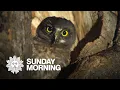 The secret world of owls