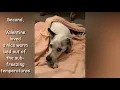 Valentine -