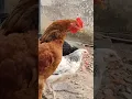 Download Lagu Galo novinho aprendendo a cantar! #galinhas #galinheiro #criatório #aves #chicken #galo