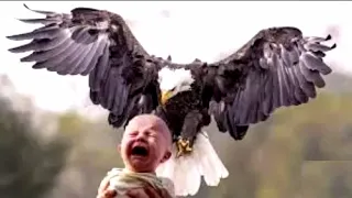 نسر يخطف طفل صغير 
