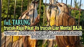 suara pancingan trucuk tarung ini terbukti ampuh bikin trucukan lain langsung nyamber nyaut gacor 