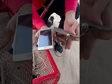 O que achei na praia dos milionários com eco peneira