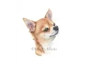Watercolor Painting Tutorial - Chihuahua Dog Course