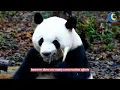 The Ultimate Guide to Pandas Facts Behavior and Conservation Efforts