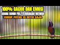Download Lagu SUARA BURUNG KOLIBRI NINJA JUARA FULL ISIAN TONJOLAN MEWAH TAJAM RAPAT NYARING