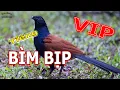 Download Lagu Tiếng Bìm Bịp Mồi Kêu Chuẩn Không Tạp Âm Mới Nhất 2025