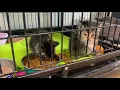 Cat Adoption in Whitman County