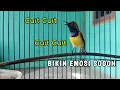 Download Lagu Suara CUIT CUIT Panggilan Sogon langsung bikin Nyaut NEMBAK | CUKUP 1 MENIT❗