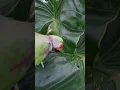 Download Lagu bye 🦜❤️ #parrot #birds #funny #pets #talkingparrot #talkingparot #mithukibatain #funnyparrot #cute Download Lagu bye 🦜❤️ #parrot #birds #funny #pets #talkingparrot #talkingparot #mithukibatain #funnyparrot #cute