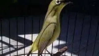 burung pleci rasa kenari buka paruh full isian