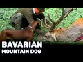 Bavarian Mountain Dog - Best Hunter Characteristics