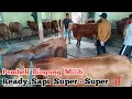 Download Lagu Stok Terbaru Sapi Super- Super‼️ Agen Sapi Cak Sutris Wonokerto Bantur #cow #sapi