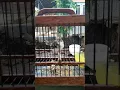 Download Lagu ciblek betina lenjeh untuk memancing jantan macet bunyi