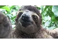 Inside a Baby Sloth Orphanage and Rescue Center National Geographic