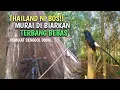 Download Lagu Masih Banyak Murai Batu Terbang Bebas di Hutan Ini - Murai Batu Thailand