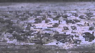 DU TV Migration Report - Arkansas