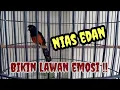 Download Lagu murai Nias gacor || bongkar materi pembangkit emosi lawan