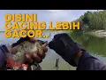 Download Lagu ANGLER INI SUNGGUH BERBAKAT, MATI KUTU AKU DISAMPINGNYA, MANCING WKO