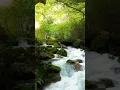 Download Lagu Suara alam hutan#short #shorts #alam#sungai#hutan#backsound