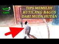 Download Lagu Cara Lengkap Memilih Kutilang Bagus Dari Muda Hutan