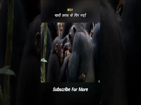 चिंपैंजियों का खतरनाक शिकार! | #shorts