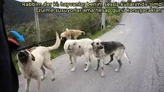 Çöplükte Ölüme Terkedilen Sokak Köpeklerinin Halini Görünce Göz Yaşlarınıza Hakim Olamayacaksınız...
