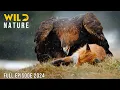Download Lagu THE SWISS ALPS | Secrets of the Apex Hunters | Animal documentary