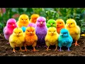 Lagu World Cute Chickens, Colorful Chickens, Rainbows Chickens, Cute Ducks, Cat, Rabbits,Cute Animals🐤🐣🦆🐟