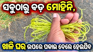 Mohini jadi ra tantra Mantra | vashikaran specialist in odisha | vashikaran specialist