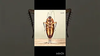 قررت اورجيكم وجهي وارقص على اغنية جيسو الجديدة Bts Kpop Blink Blackpink 